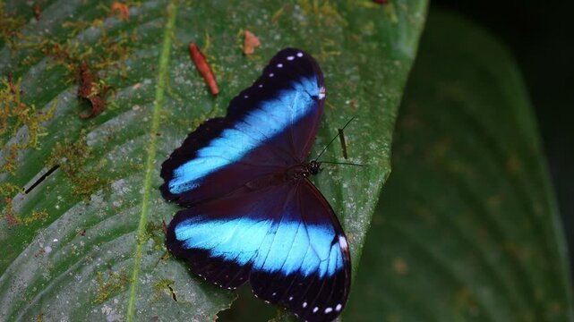 morpho achillides butterfly on leaf in Mindo butterfly farm, Ecuador