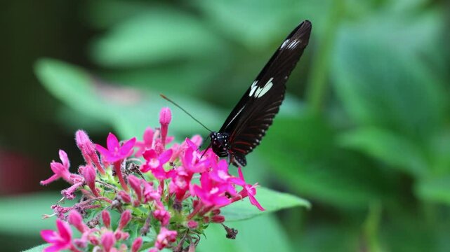 Heliconius doris Butterfly Sipping Nectar from a Flower at Mindo Butterfly Garden, Ecuador