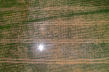 Fototapeta premium AERIAL TOP DOWN: Abstract view of rice field with sun reflection in muddy water
