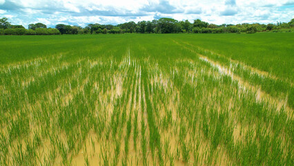 Obraz premium Large farm field with green rice plants sticking out of the irrigation water