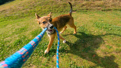 POV, CLOSE UP: Lively puppy running, holding and pulling a blue rope at playing