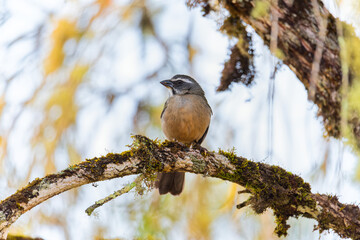 Trinca-ferro (Saltator similis)