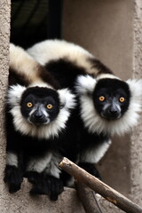 上野動物園のクロシロエリマキキツネザル