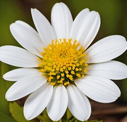 Fototapeta premium white daisy flower, plant, summer, isolated, chamomile, spring, yellow, blossom, macro, camomile, beauty, garden