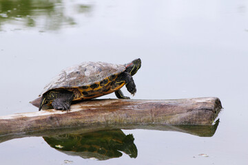 Fototapeta premium turtle in the pond