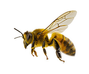 Vivid Close-up of a Honeybee in Flight on Transparent Background, Ideal for Detailed Design Projects