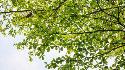 A view from below a tree canopy showcasing a vast network of branches and leaves against a bright, clear sky. Canopy of Lush Green Leaves.