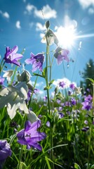 Close-up of morning bellflowers in a meadow with sunflare, nature photography
