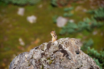 岩の上で休むエゾシマリス