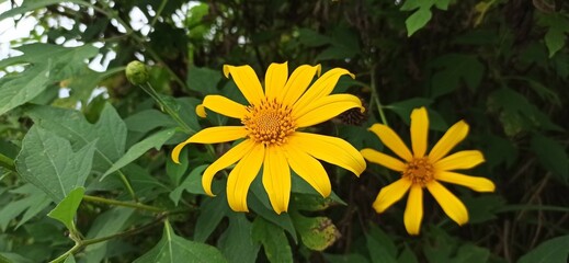 A close-up photo of a vibrant orange flower, showcasing its delicate petals and intricate details. The stunning colors and natural beauty create a mesmerizing and enchanting visual experience