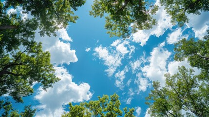 Obraz premium Luxuriant trees framed by white clouds on a serene blue sky
