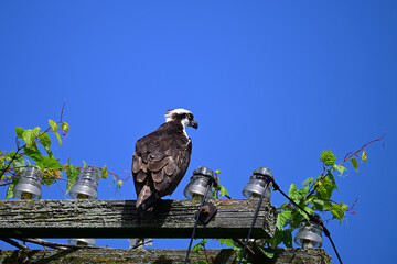 Adult Osprey sits on hydro pole looking around in front of a blue summer sky 