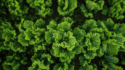 Fresh and Healthy Savoy from a Bird s Eye View