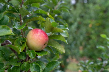Apple orchard