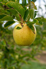 Apple orchard