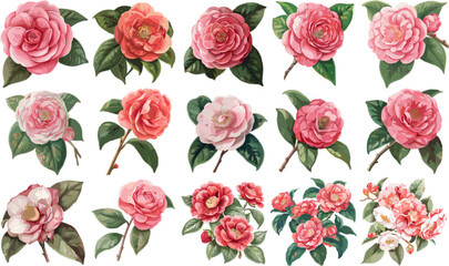 FLOWER SET IN COLOR STYLE, CAMELLIA SET IN COLOR STYLE