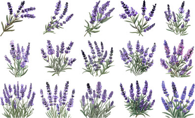FLOWER SET IN COLOR STYLE, LAVENDER SET IN COLOR STYLE