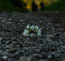 group of white flowers on gravel 