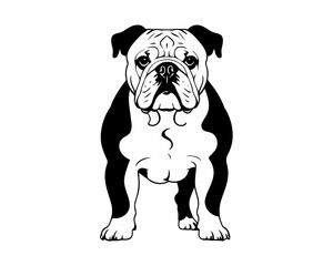 illustration of an american bulldog. pet animal dog standing silhouette.