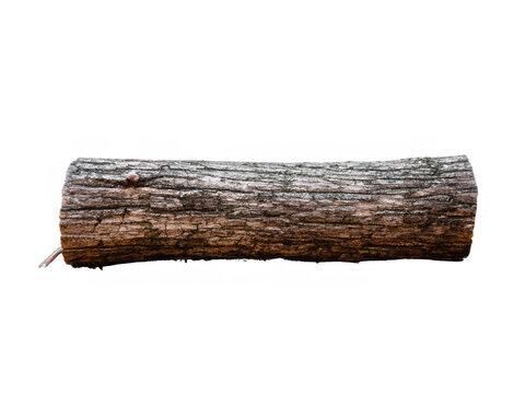old log isolated on white background