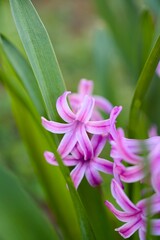 Beautiful pink hyacinth flowers in a garden