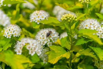 A bee sits on a flower and it collects pollen