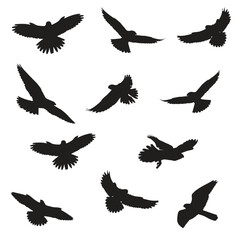 Falcon Silhouette Vector Sillhouette Art Bundle