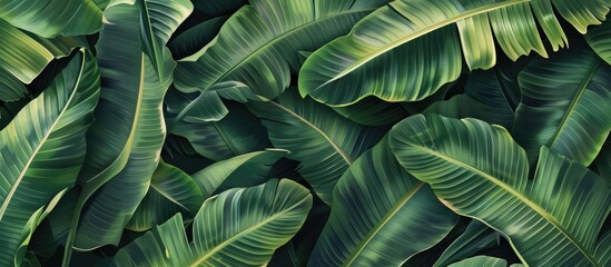 Green background featuring a texture of tropical banana palm leaves.