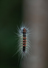 Caterpillar hanging from a thread in the  Rainforest  in pangsida national park, Sa Kaeo Province, Thailand.