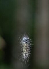 Caterpillar hanging from a thread in the  Rainforest  in pangsida national park, Sa Kaeo Province, Thailand.
