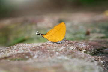 Close up Loxura atymnus fuconius : Common Yamfly  from the top of the rock at  pangsida national park, Sa Kaeo Province, Thailand.