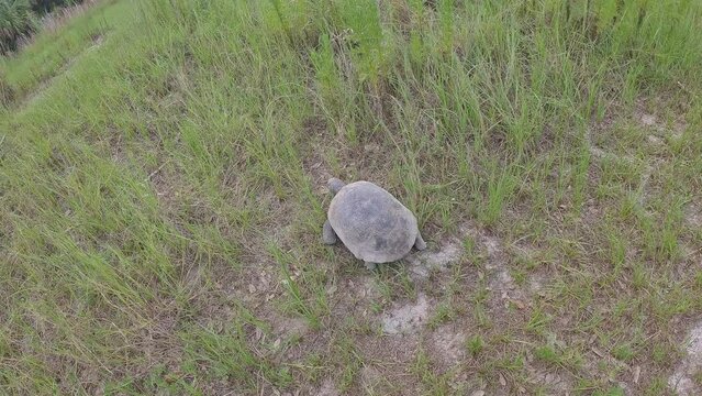 Gopher Tortoise moves through a grassy field on a nature hike.