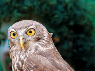 Barking Owl Looks Into Distance