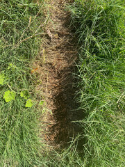 green grass on a ground