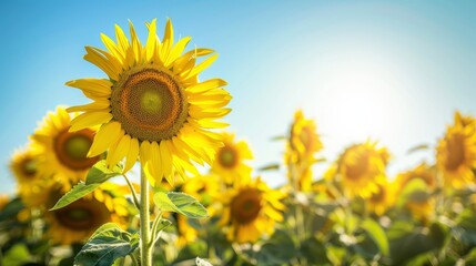 A high-resolution image of a sunflower field in full bloom, with bright yellow flowers and a clear blue sky