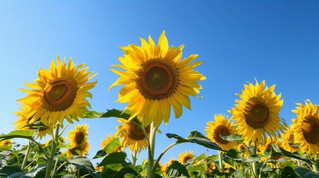 A high-resolution image of a sunflower field in full bloom, with bright yellow flowers and a clear blue sky