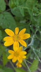 Close up top down view of of small yellow wildflower blossom, most likely a Woolly Sunflower (Genus Eriophyllum), with forest floor out of focus in the background. 