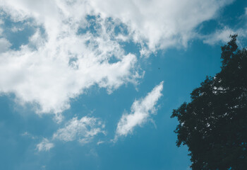 A tree is silhouetted against a blue sky