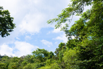A lush green forest with a clear blue sky above