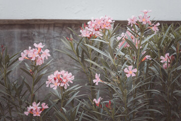 A bunch of pink flowers are growing in a garden