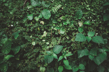 A lush green plant with many leaves and stems