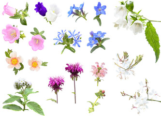 切り抜き透過素材セットー初夏の花4