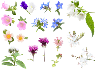 切り抜き透過素材セットー初夏の花4