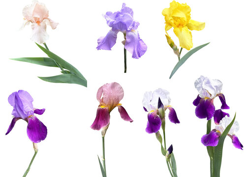 切り抜き透過素材セットー初夏の花5（ジャーマンアイリス）