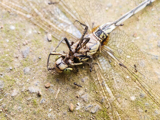 close-up view of a group of ants attacking a dragonfly
