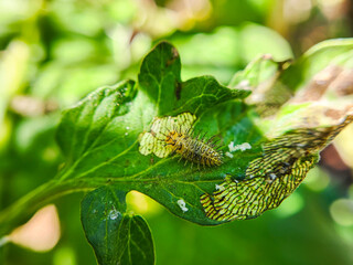Photo shot of caterpillar on leaf