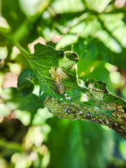 Photo shot of caterpillar on leaf