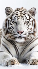 Obraz premium Close-up of a white tiger with piercing eyes on a white background. Wildlife portrait and conservation concept