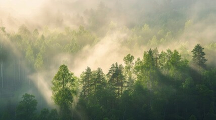 Naklejka premium A serene forest landscape at dawn, with sunlight breaking through the misty trees. The scene is ideal for eco-friendly businesses and nature conservation projects. Generative AI