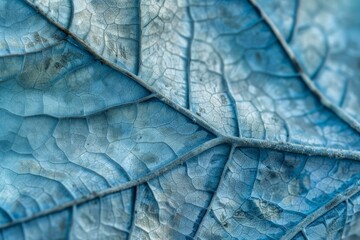 Macro photography revealing intricate veins of blue leaf texture